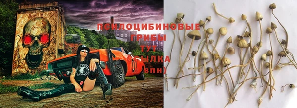 прущие грибы Горнозаводск